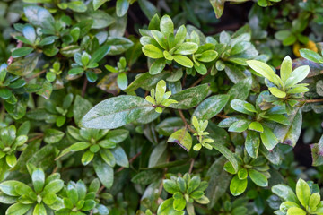 Detail of an Outdoor Decorative Plant