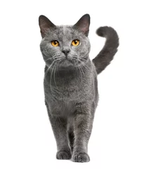 Tuinposter Chartreux cat, 16 months old, standing in front of white background © Eric Isselée