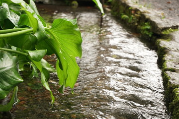 小川と葉