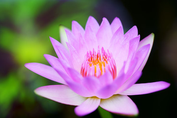 close up of beautiful lotus flower