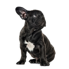 Puppy Black French bulldog sitting and looking away , isolated o