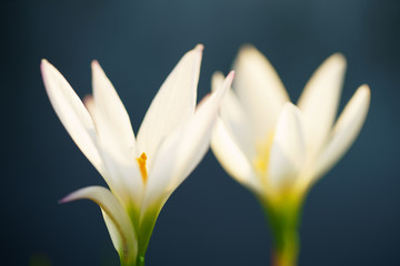 close up of beautiful rain lily flower