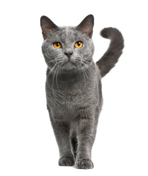 Naklejki Chartreux cat, 16 months old, standing in front of white background