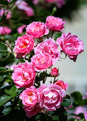 Obraz premium Beautiful Pink Roses Blooming in the Sun in a Green Leaves Garden