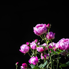 Beautiful Pink Roses Blooming in the Sun on Black Background and Copy Space