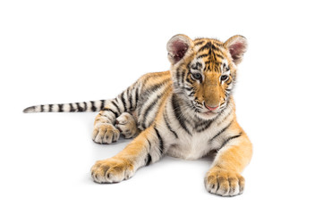 Obraz premium Two months old tiger cub lying against white background