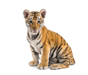 Two months old tiger cub sitting against white background © Eric Isselée