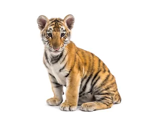 Fototapete Rund Two months old tiger cub sitting against white background © Eric Isselée