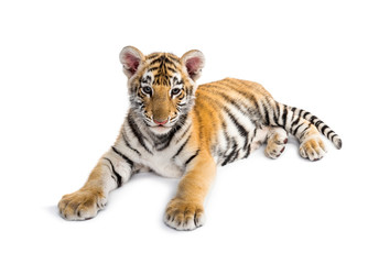 Two months old tiger cub lying against white background