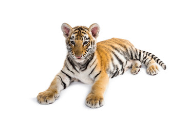 Obraz premium Two months old tiger cub lying against white background