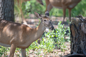 white tail doe deer in forest