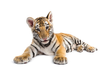 Fototapeta na wymiar Two months old tiger cub lying against white background