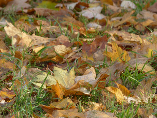autumn leaves on green grass