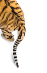 Close up of two months old tiger cubs tail, isolated on white