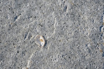 shell on beach