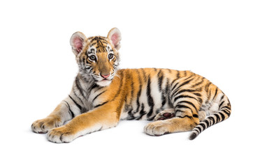 Two months old tiger cub lying against white background