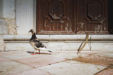 pigeon on the  terrace