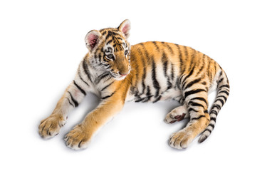 Two months old tiger cub lying against white background