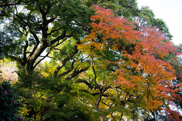 가을을 비추는 빛