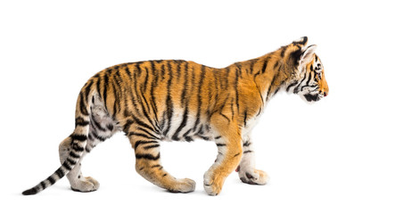 Fototapeta na wymiar Two months old tiger cub walking against white background