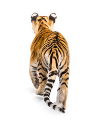 Back view of a two months old tiger cub walking, isolated on white © Eric Isselée