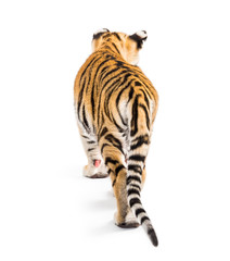 Back view of a two months old tiger cub walking, isolated on white