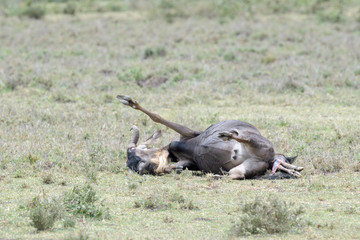 Blue Wildebeest (Connochaetes taurinus) lying down with pain and giving birth to a baby, Ngorongoro conservation area, Tanzania.