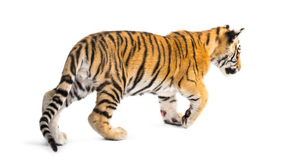 Fototapeta na wymiar Two months old tiger cub walking against white background