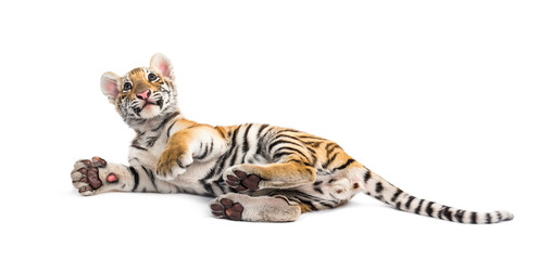 Two months old tiger cub lying against white background