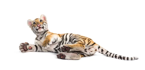 Foto op Plexiglas Twee maanden oude tijgerwelp die tegen witte achtergrond ligt © Eric Isselée