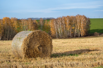 straw bales in autumn field on a background of yellow forest