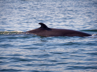 Obraz premium Wal im Sankt-lorenz-Strom