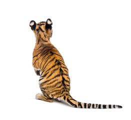 Back view on a two months old tiger cub sitting, isolated on white
