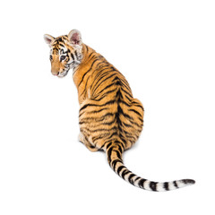 Two months old tiger cub sitting against white background