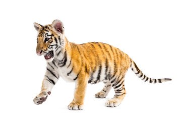 Two months old tiger cub walking against white background