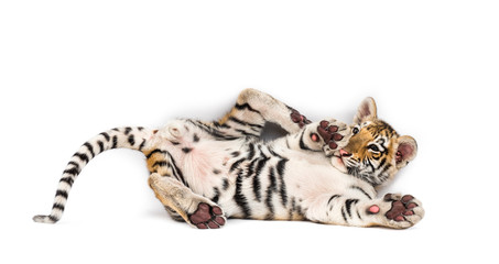 Two months old tiger cub lying against white background