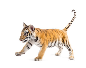 Two months old tiger cub walking against white background
