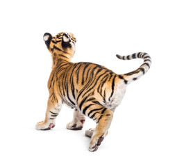 Two months old tiger cub walking against white background