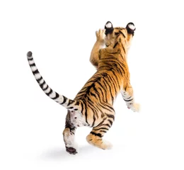 Wandaufkleber Two months old tiger cub pouncing against white background © Eric Isselée