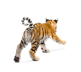 Obraz premium Two months old tiger cub walking against white background