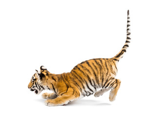 Two months old tiger cub pouncing against white background