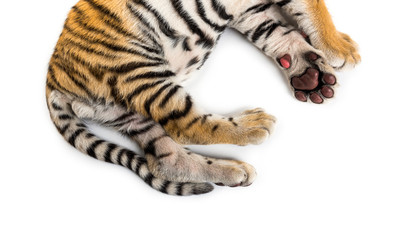 Close up of, Two months old tiger cub lying, isolated on white