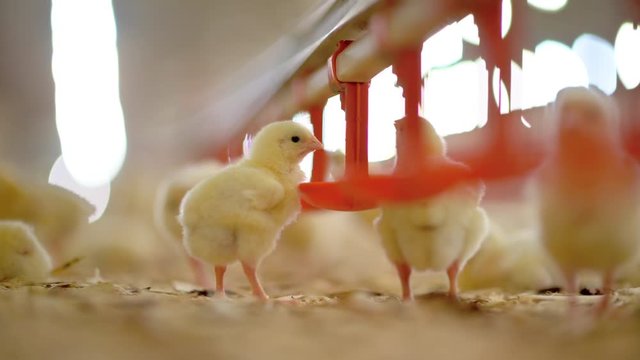 chick factory chicken agriculture barn cute production