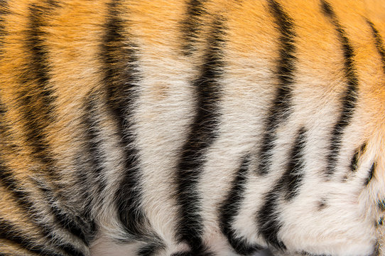 Close up of two months old tiger cubs fur