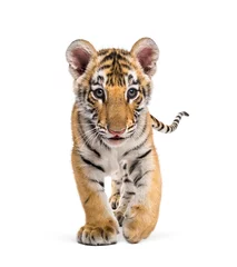 Fototapete Rund Two months old tiger cub walking against white background © Eric Isselée