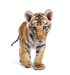 Obraz premium Two months old tiger cub walking against white background