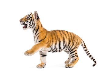 Two months old tiger cub walking against white background