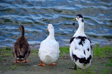 Three Ducks In A Row by the lakes water edge background