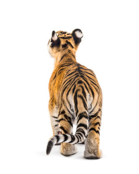 Back view of a two months old tiger cub standing, isolated on white