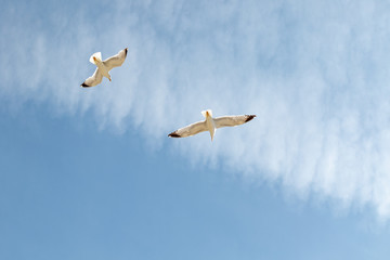 Birds flying on the sky